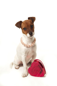 Puppy-with-heart-box-bigstock2578228