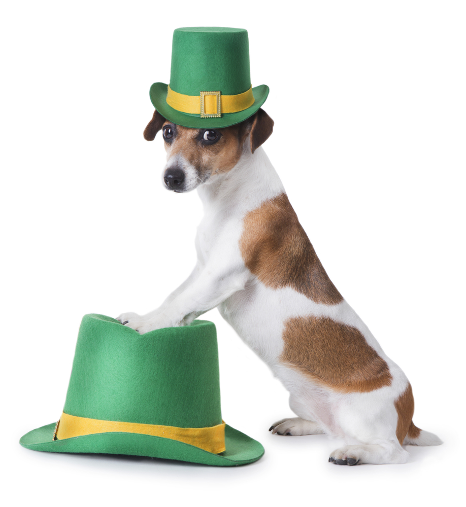 St. Patrick's Spotted Dog